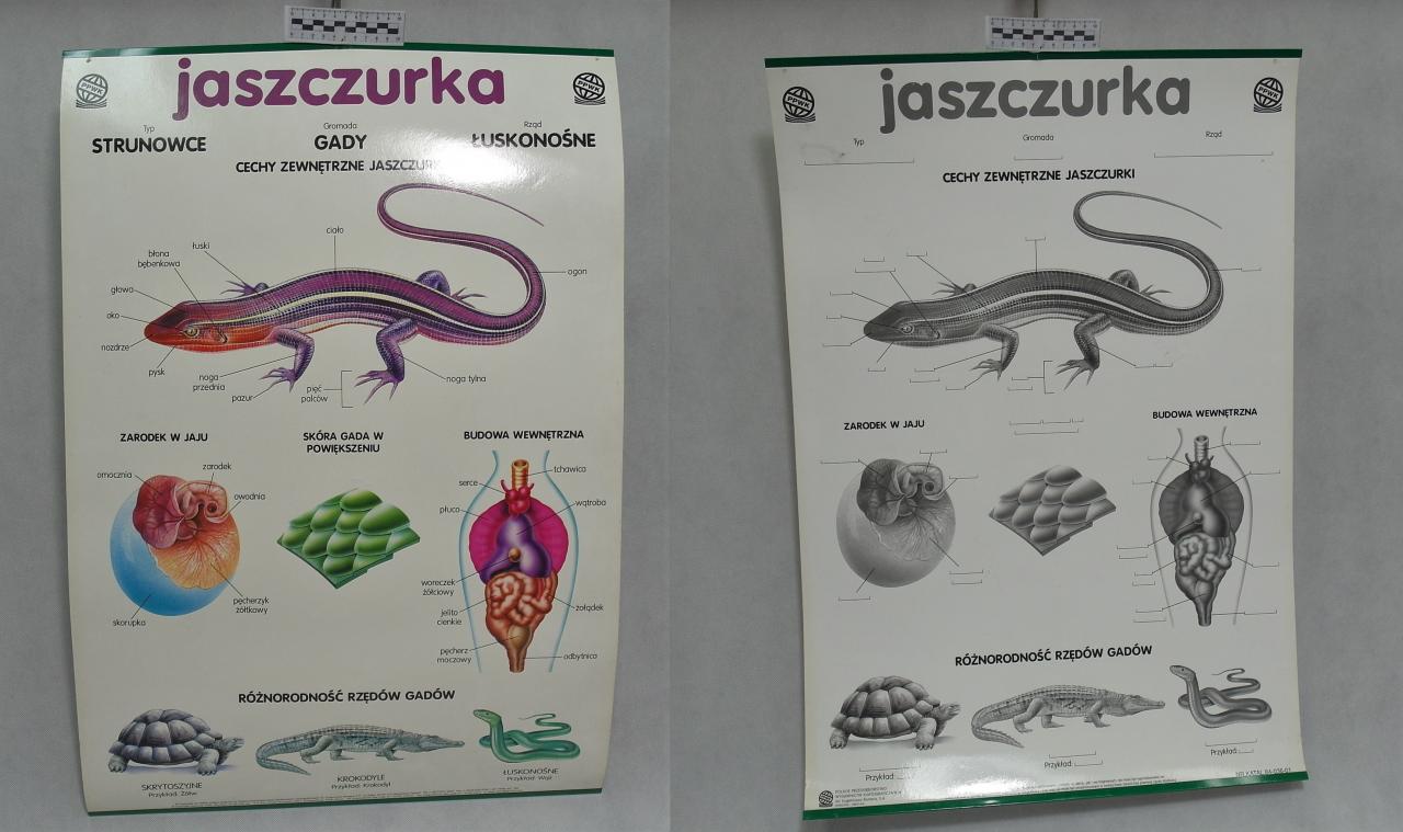 PLANSZA DYDAKTYCZNA