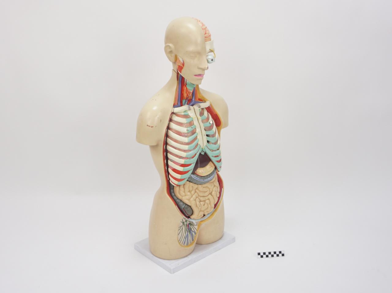 FANTOM MODEL ANATOMICZNY