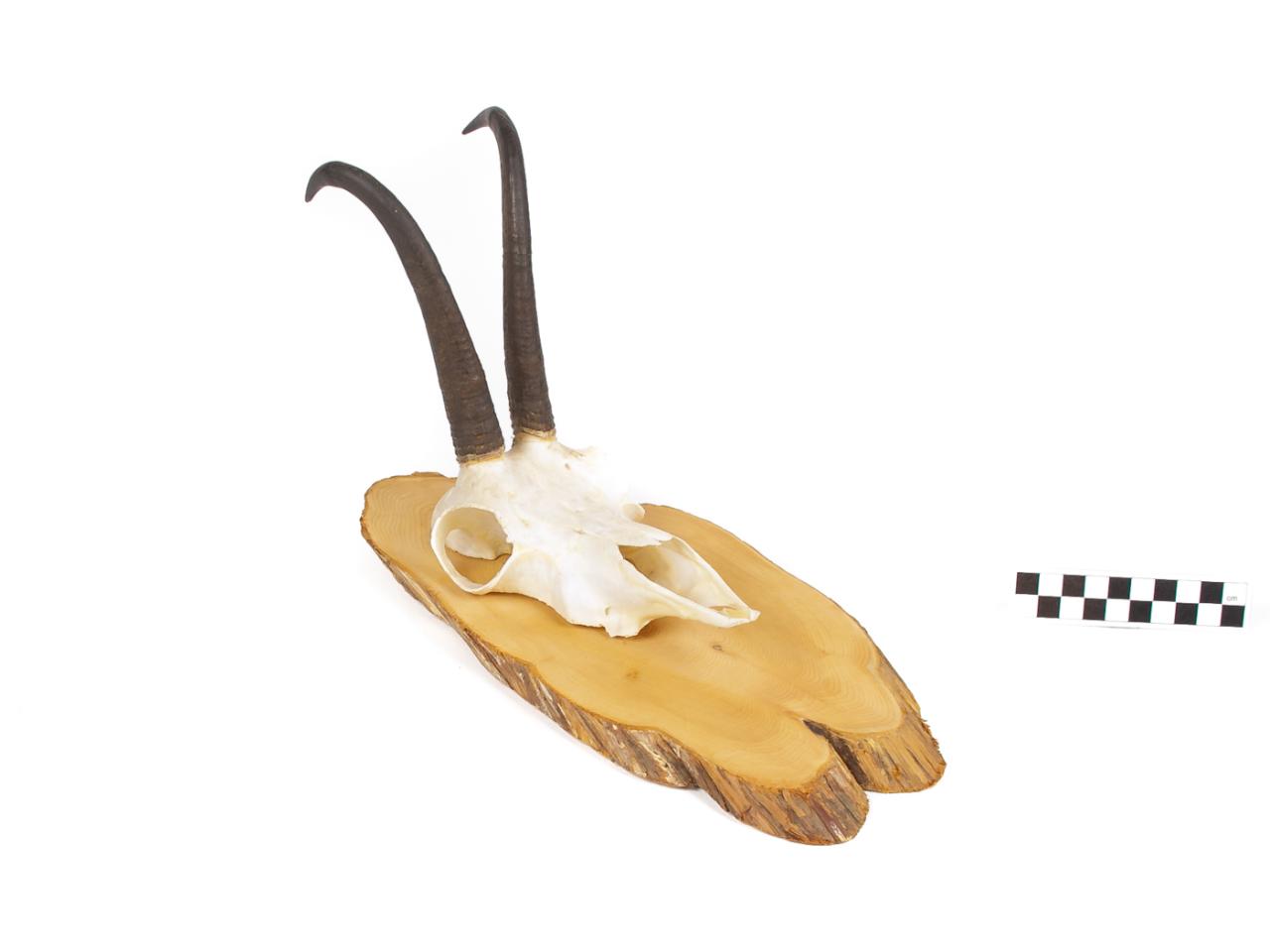 POROŻE ROGI TROFEUM