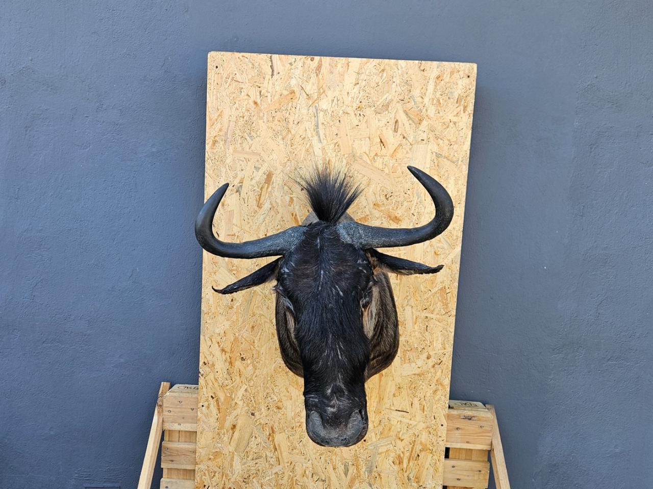 ANTLERS HORNS HUNTING TROPHY