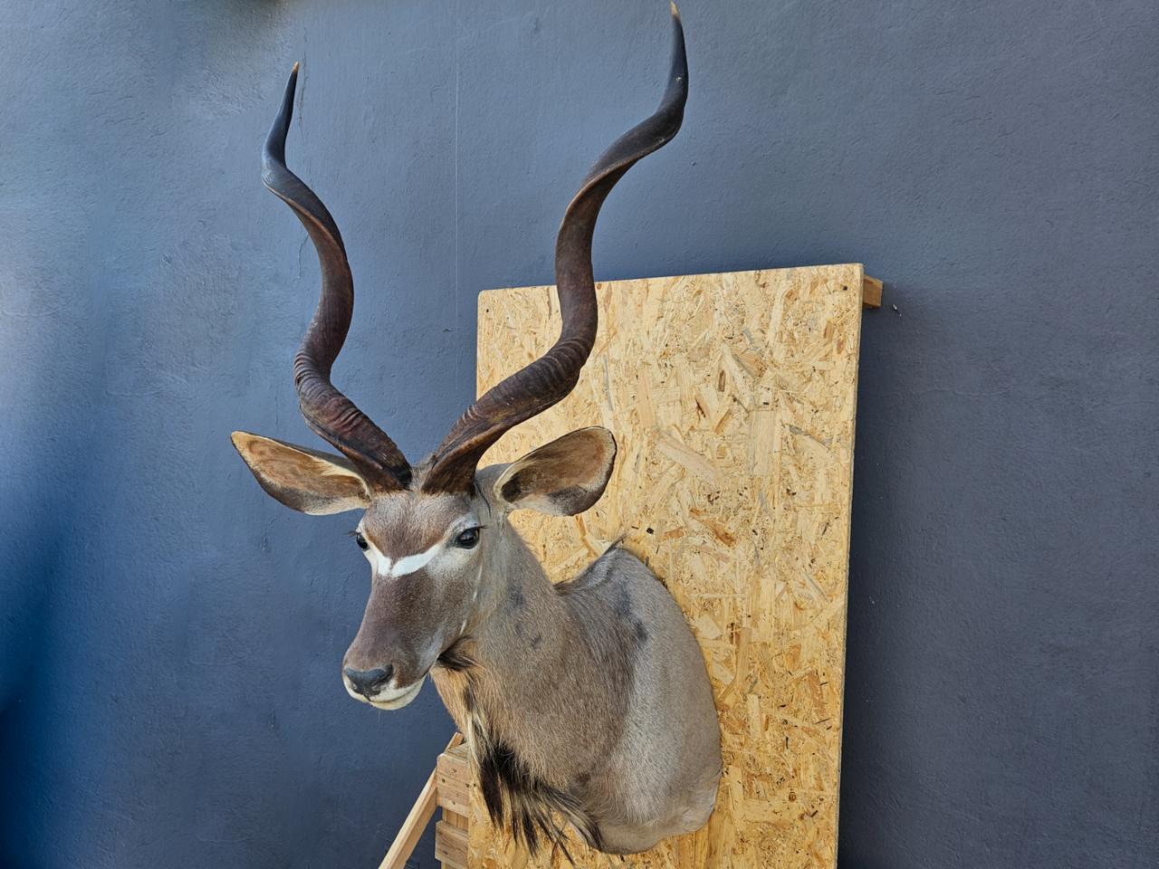 ANTLERS HORNS HUNTING TROPHY