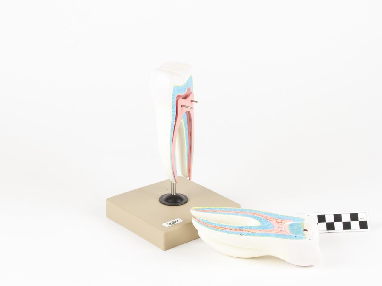 MODEL BIOLOGICZNY ZĘBA