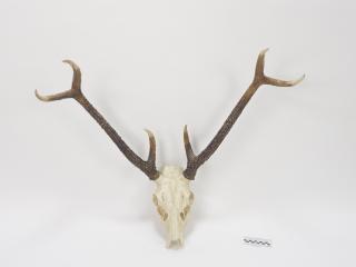 POROŻE