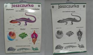 PLANSZA DYDAKTYCZNA