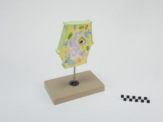MODEL BIOLOGICZNY