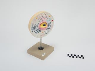 MODEL BIOLOGICZNY