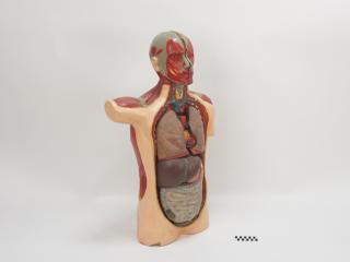 FANTOM MODEL ANATOMICZNY