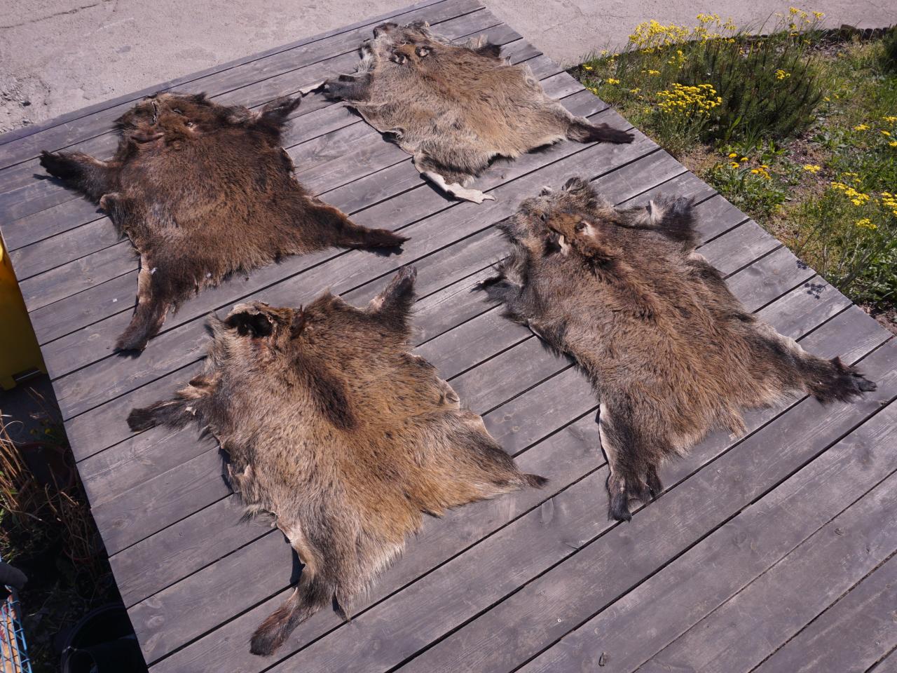 SKÓRA Z DZIKA DYWAN