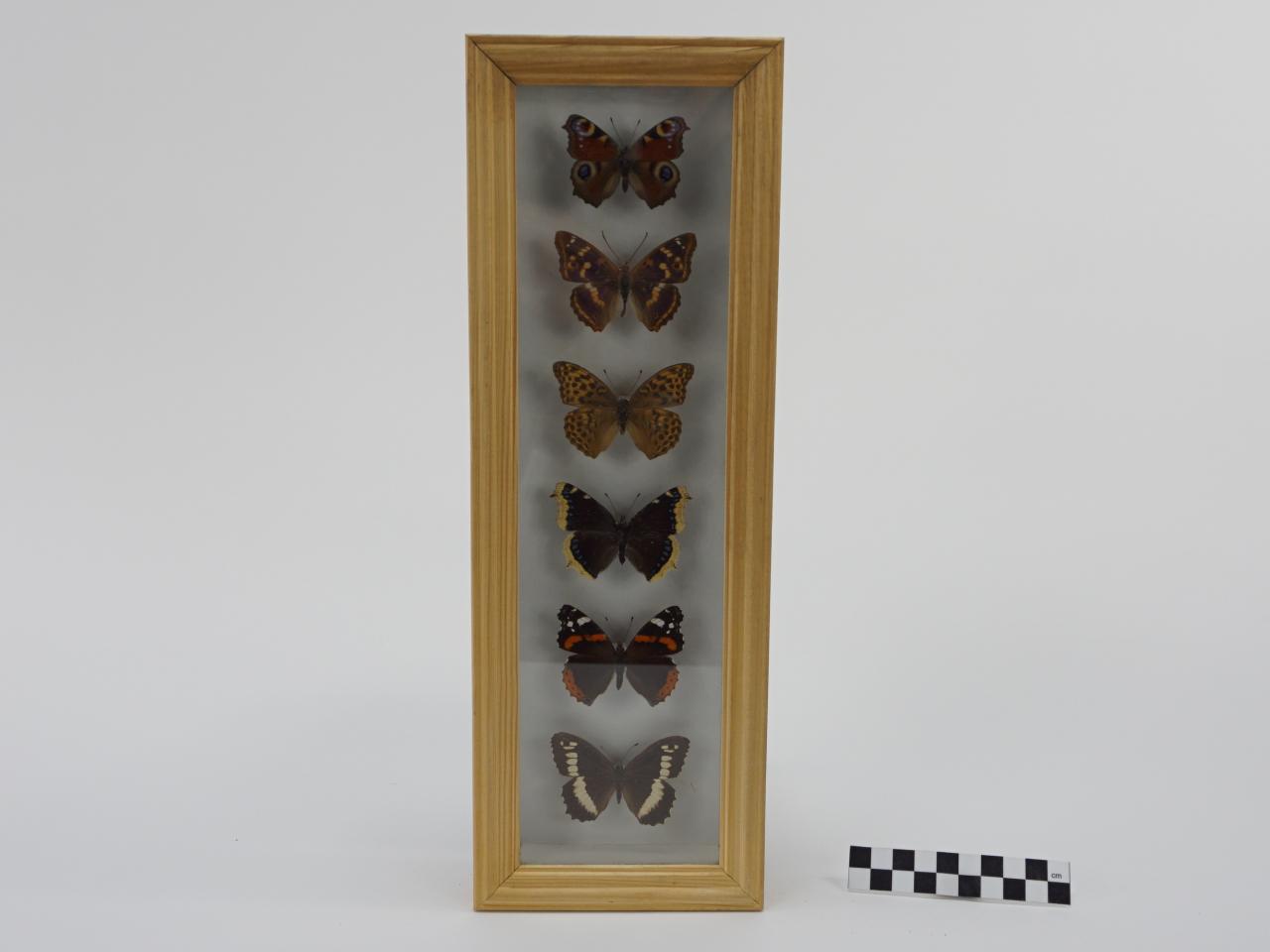 MOTYLE W RAMCE  GABLOCIE