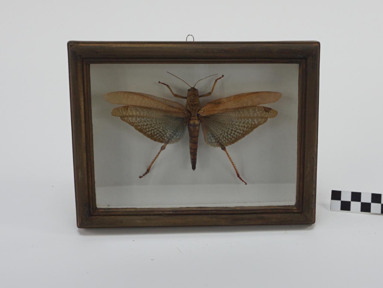 ĆMA MOTYLE W RAMCE  GABLOCIE