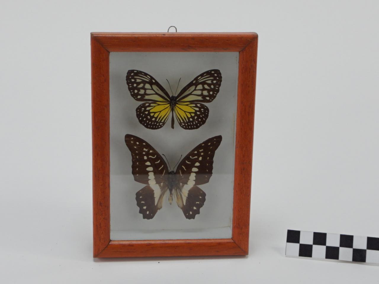 MOTYLE W RAMCE  GABLOCIE