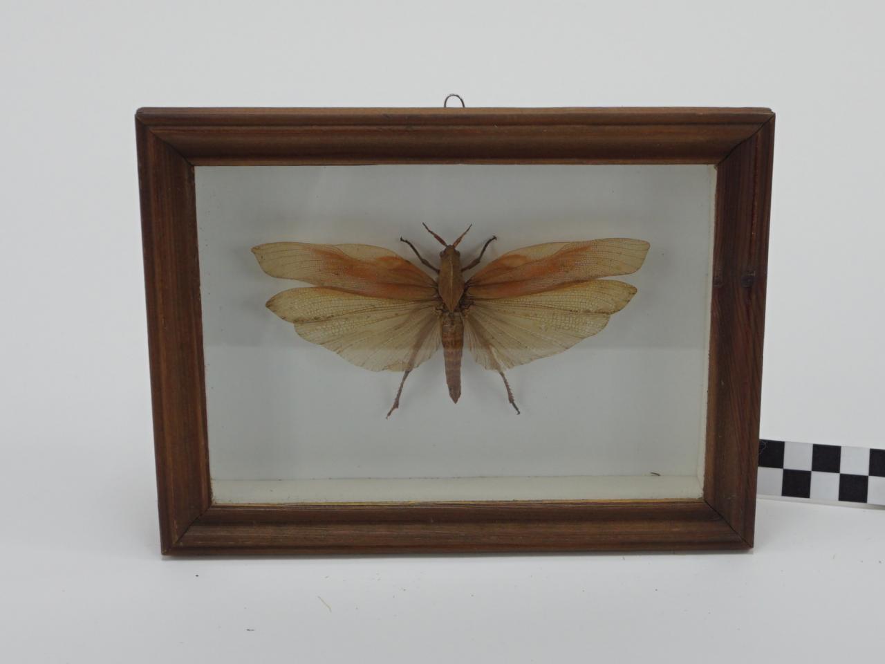 ĆMA MOTYLE W RAMCE  GABLOCIE