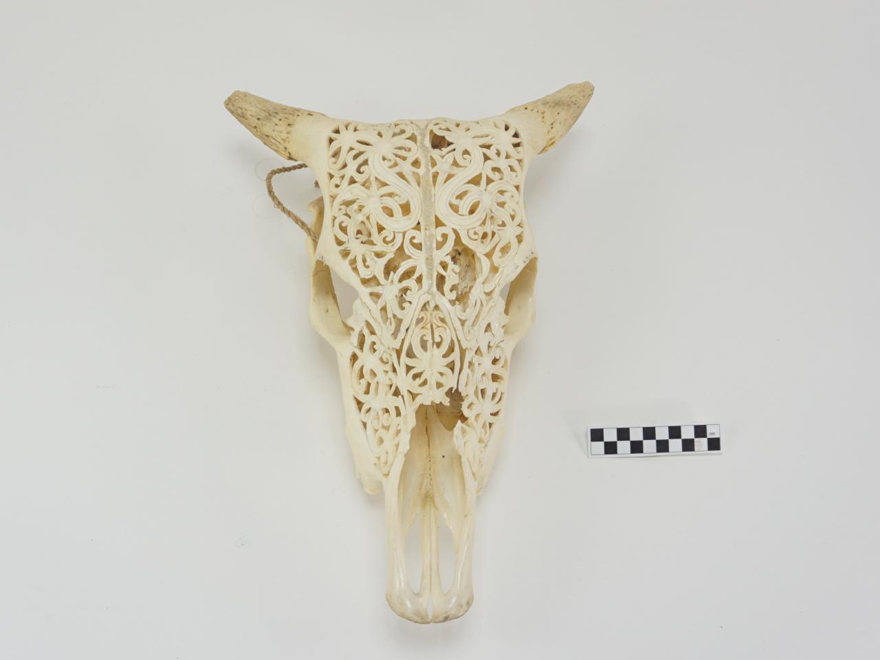 POROŻE ROGI TROFEUM