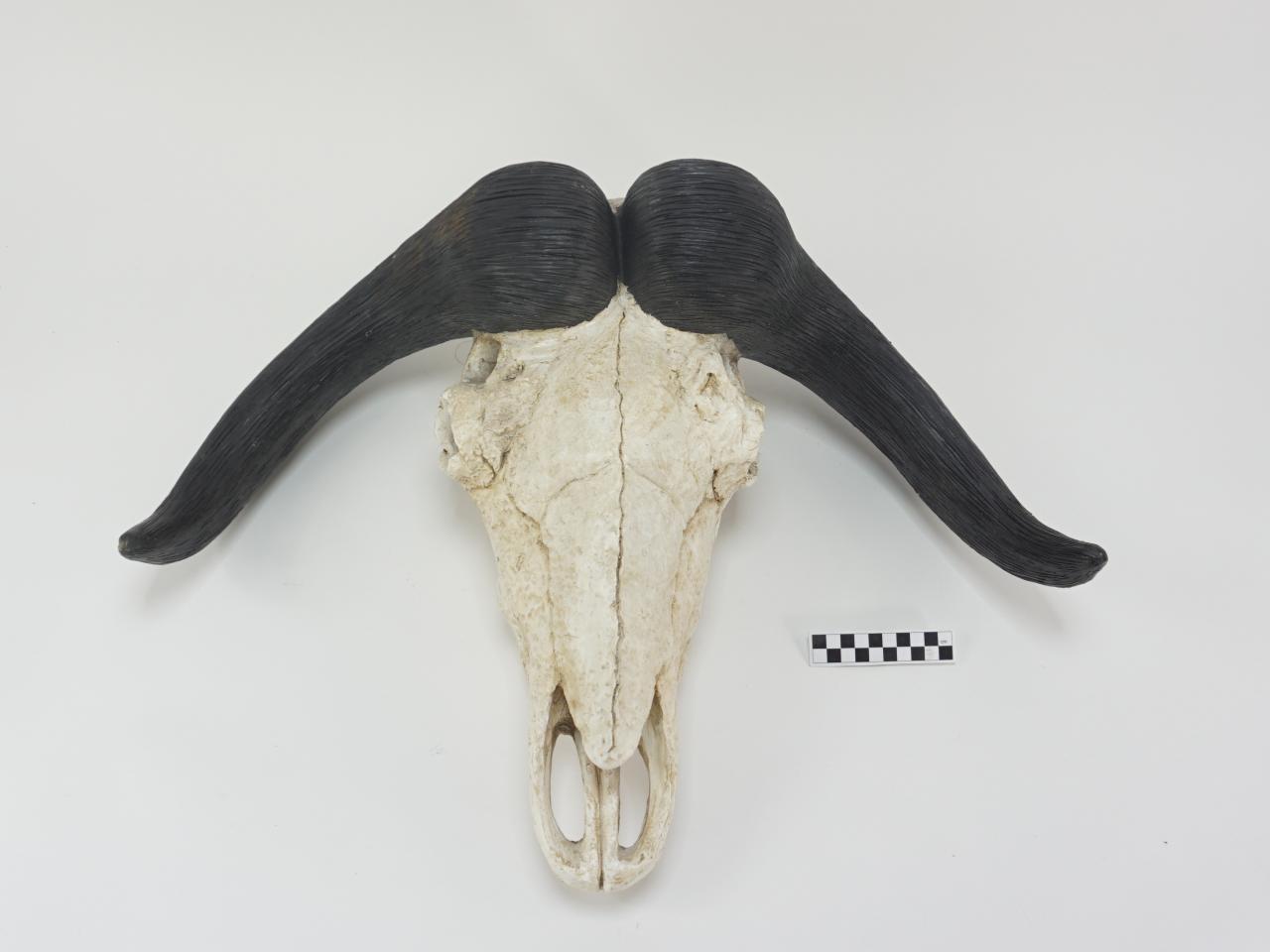 POROŻE ROGI TROFEUM