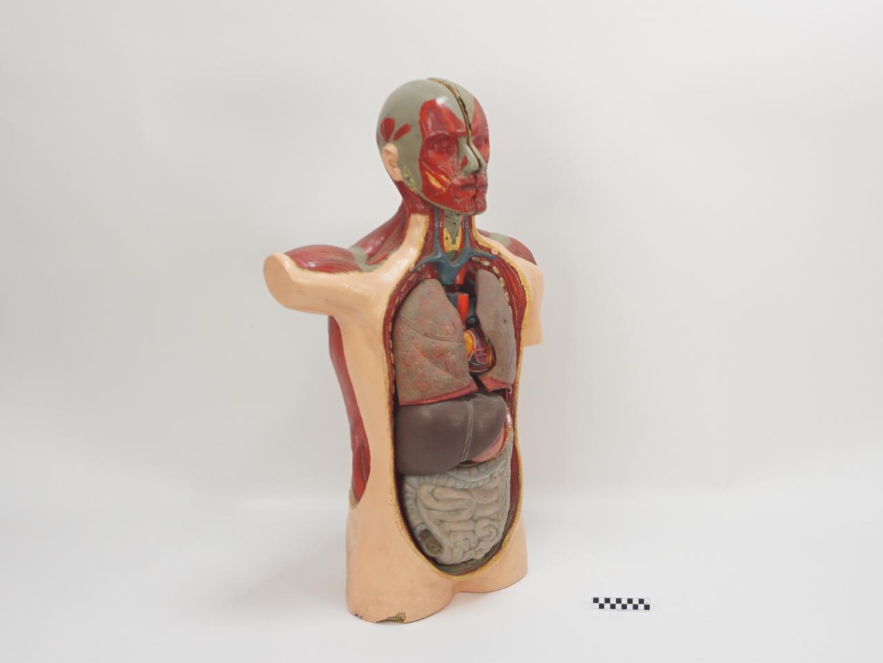 FANTOM MODEL ANATOMICZNY