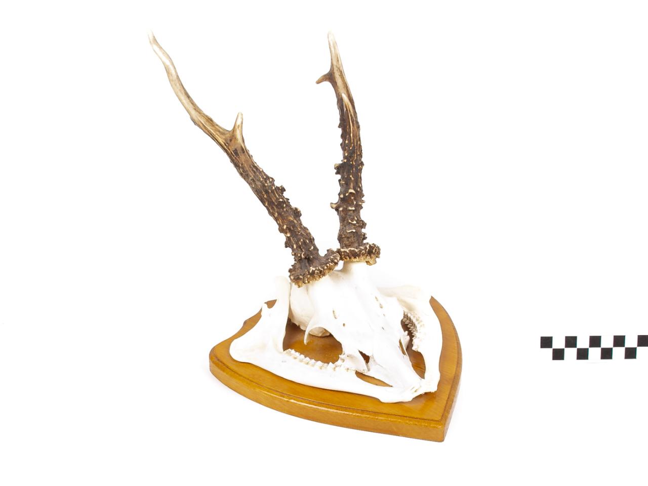 POROŻE ROGI TROFEUM