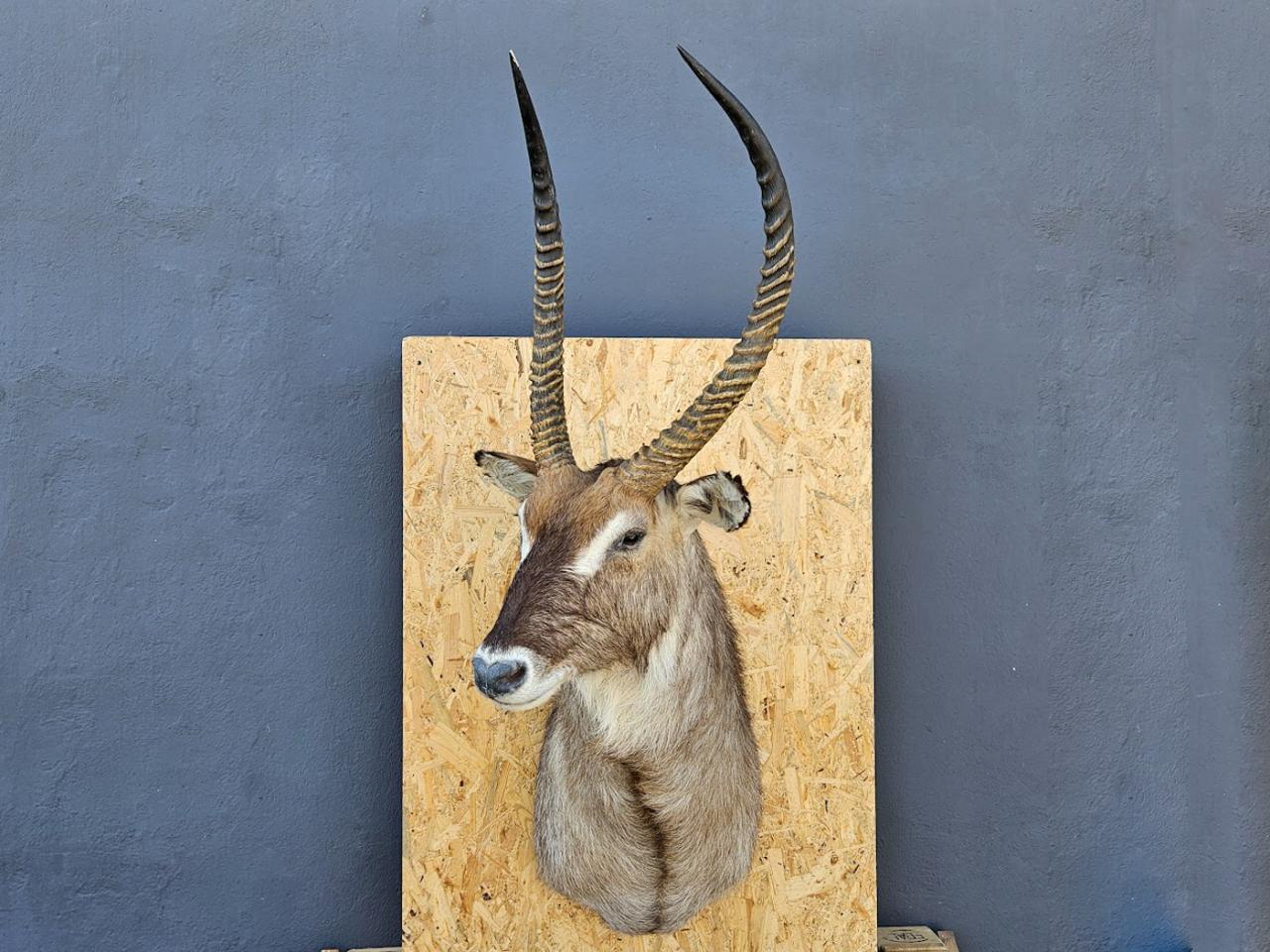 POROŻE ROGI TROFEUM MYŚLIWSKIE