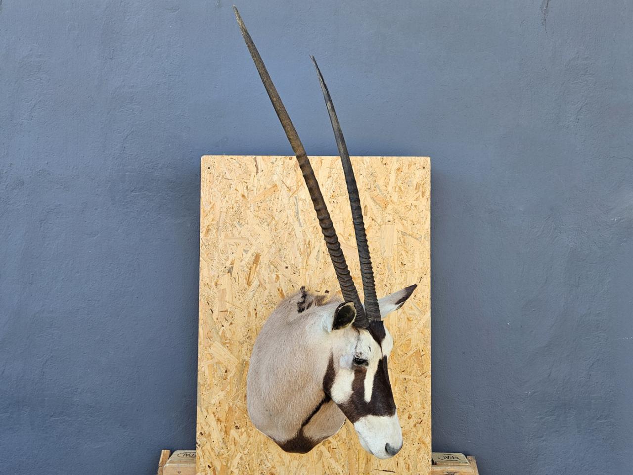 POROŻE ROGI TROFEUM MYŚLIWSKIE