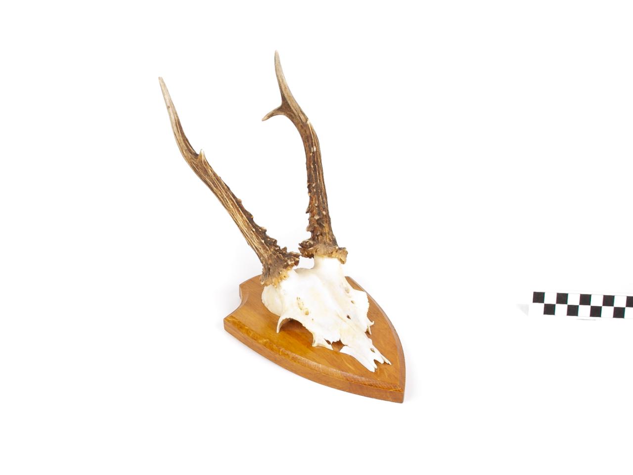 POROŻE ROGI TROFEUM