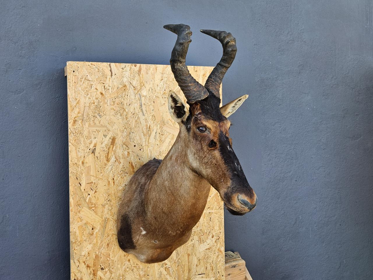 POROŻE ROGI TROFEUM MYŚLIWSKIE