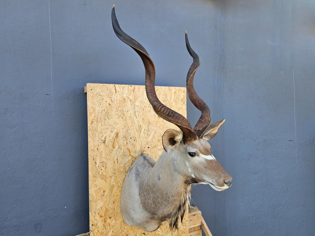 POROŻE ROGI TROFEUM MYŚLIWSKIE