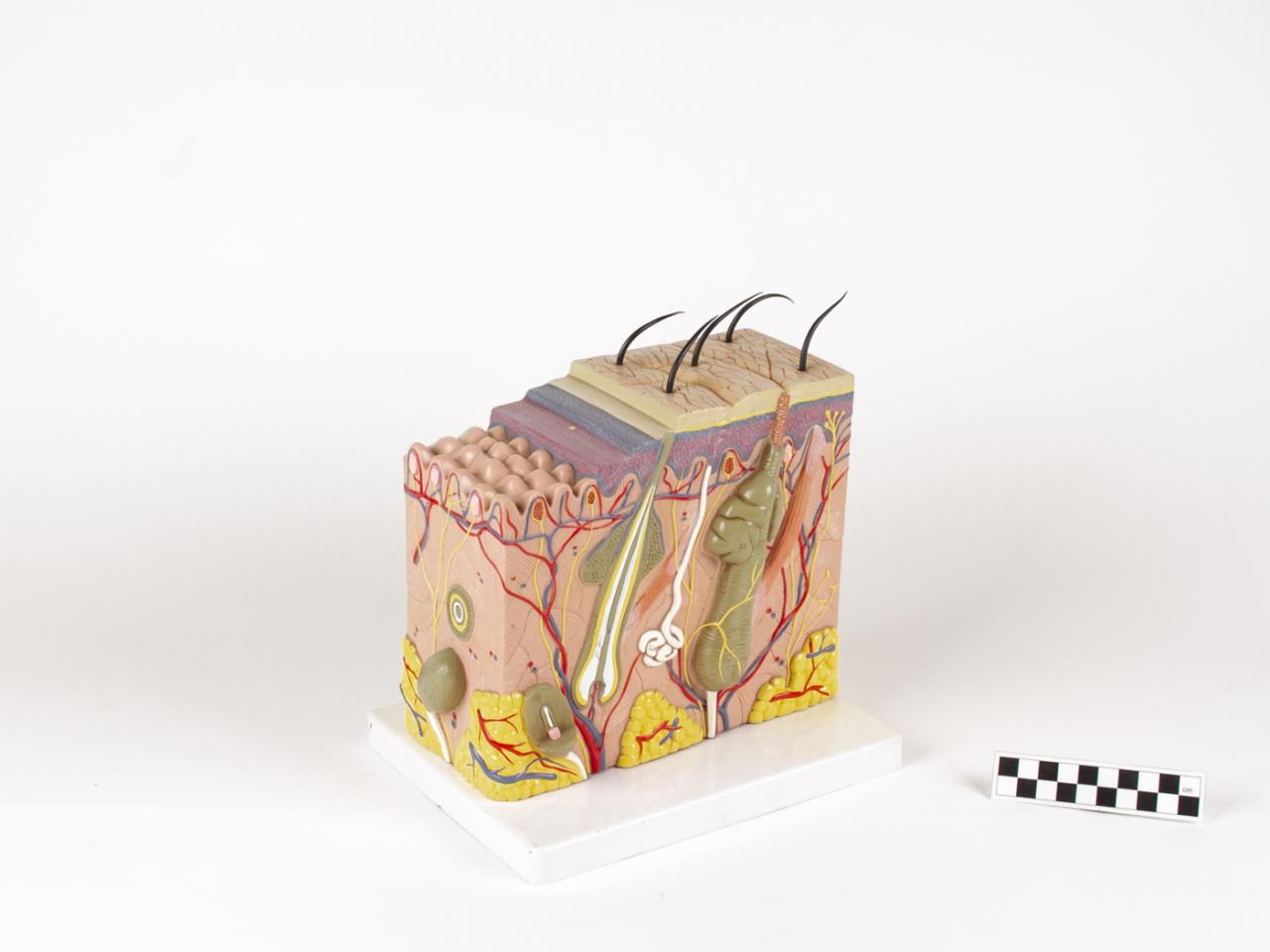 MODEL BIOLOGICZNY PRZEKRÓJ SKÓRY