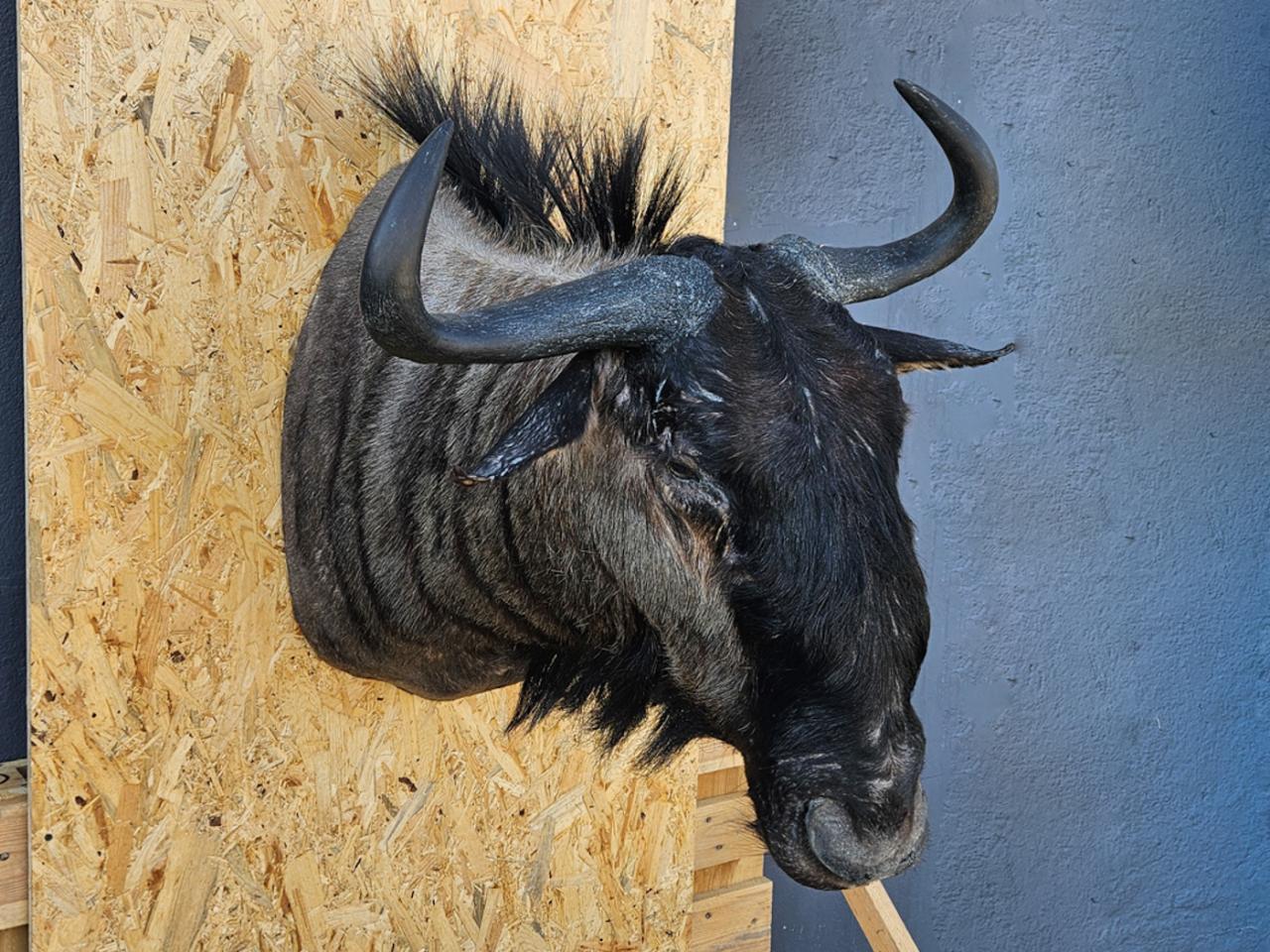 POROŻE ROGI TROFEUM MYŚLIWSKIE