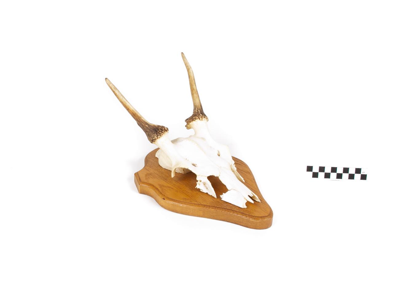 POROŻE ROGI TROFEUM