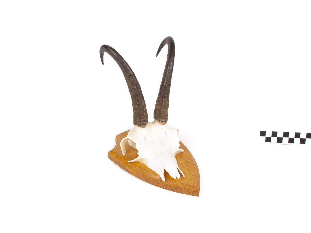 POROŻE ROGI TROFEUM