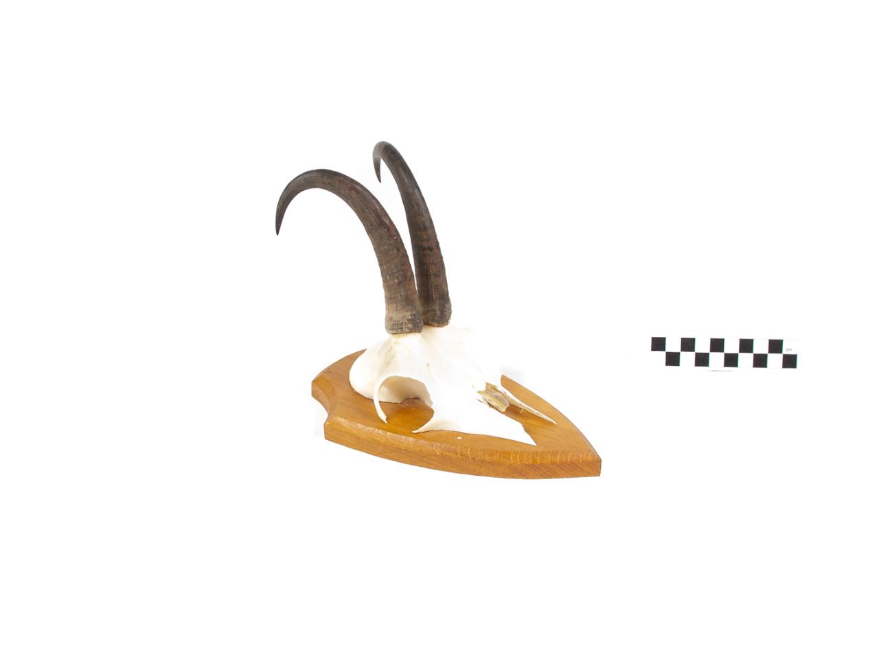 POROŻE ROGI TROFEUM