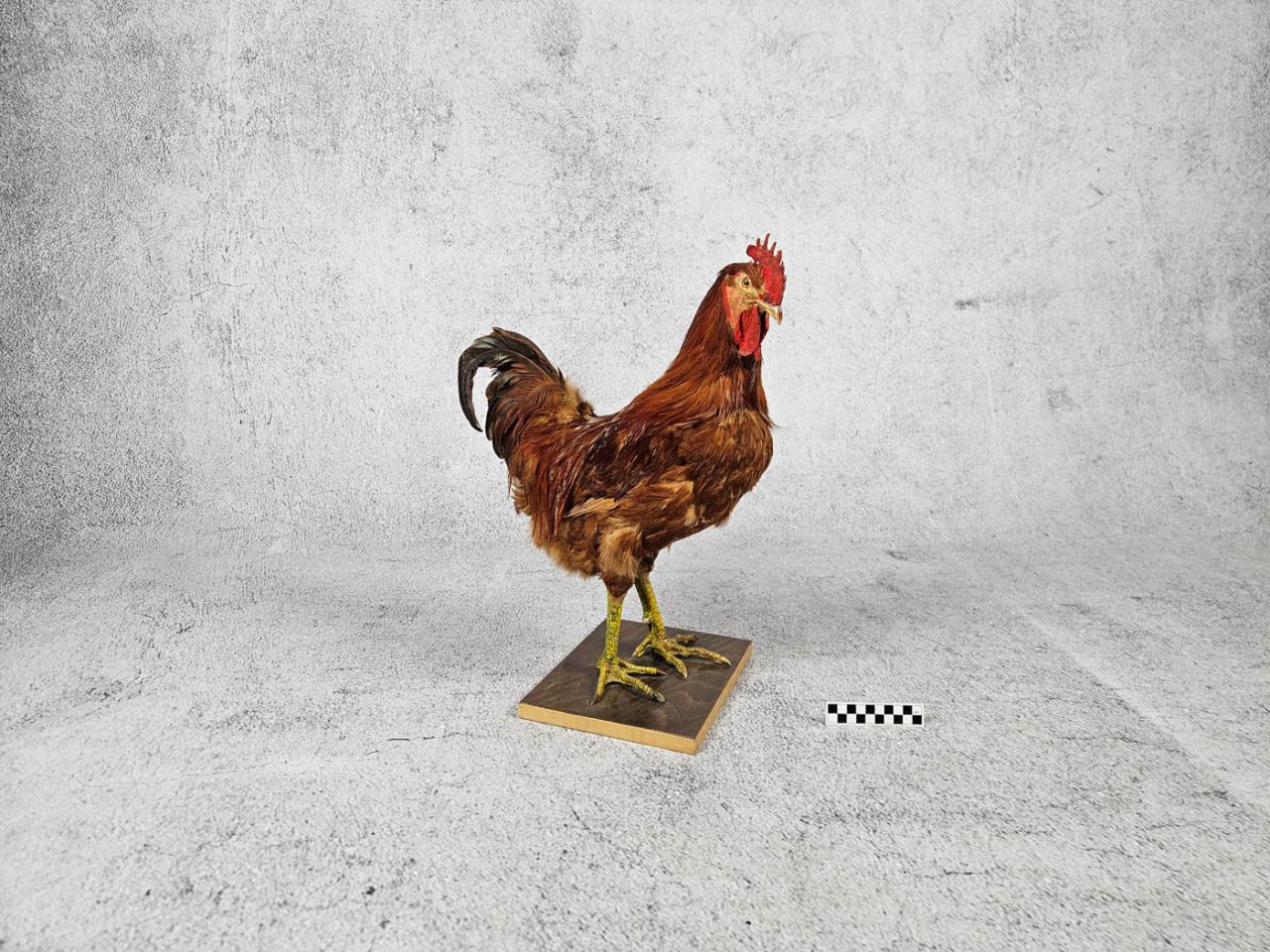 KOGUT SPREPAROWANY WYPCHANY