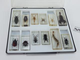 OWADY W ŻYWICY POMOC DYDAKTYCZNA