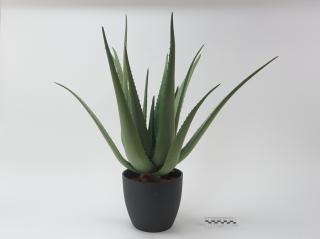 ROŚLINA SZTUCZNA ALOES