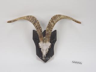 POROŻE ROGI TROFEUM