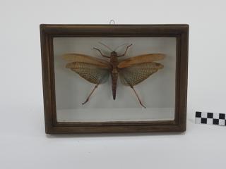 ĆMA MOTYLE W RAMCE  GABLOCIE