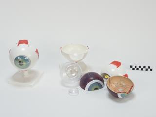 MODEL BIOLOGICZNY OKA