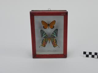 MOTYLE W RAMCE  GABLOCIE