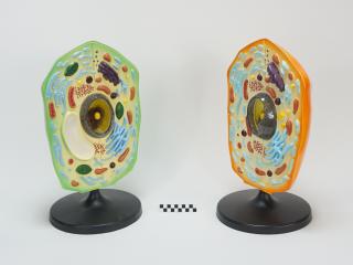 MODEL BIOLOGICZNY KOMÓRKI