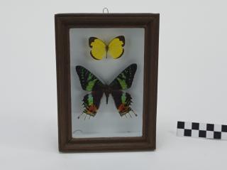 MOTYLE W RAMCE  GABLOCIE