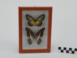 MOTYLE W RAMCE  GABLOCIE