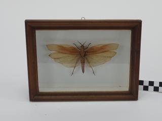 ĆMA MOTYLE W RAMCE  GABLOCIE