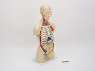 FANTOM MODEL ANATOMICZNY