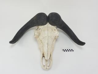 POROŻE ROGI TROFEUM