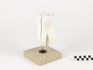 MODEL BIOLOGICZNY ZĘBA