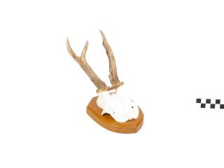 POROŻE ROGI TROFEUM