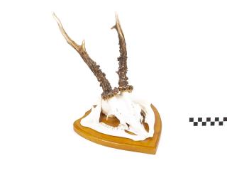 POROŻE ROGI TROFEUM