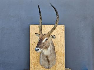 POROŻE ROGI TROFEUM MYŚLIWSKIE