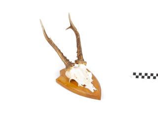 POROŻE ROGI TROFEUM