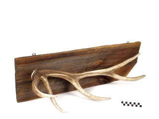 POROŻE ROGI TROFEUM