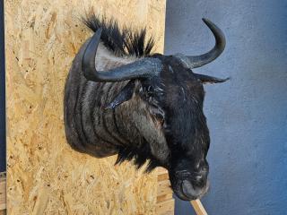 POROŻE ROGI TROFEUM MYŚLIWSKIE